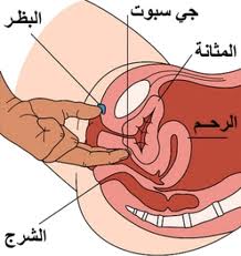 ما هي منطقة الجي سبوت وأين توجد G Spot وكيف تصل بك إلى رعشة الجماع موقع للرجال فقط