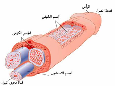 انحناء القضيب وعلاجه 